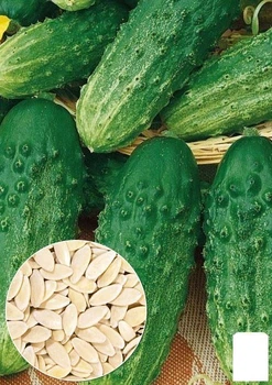 На вагу Огірок "Самородок F1" Agro-Market ціна за 4г (22133)