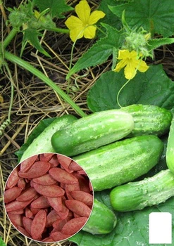 На развес Огурец "Мальчик с пальчик" Agro-Market цена за 1г (35747)