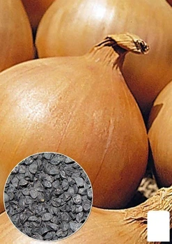 Насіння Цибуля "Халцедон" ТМ "Agro-Market" ціна за 5г (13362)