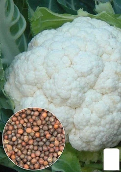 На вагу Капуста кольорова "Літня альфа" Agro-Market ціна за 2г (13387)