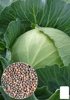 На развес Капуста "Украинская осень" Agro-Market цена за 6г (22296)