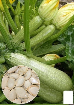Насіння Кабачок "Б'янка" ТМ "Agro-Market" ціна за 8г (22402)