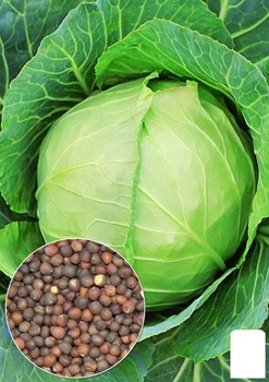 На развес Капуста "Слава" Agro-Market цена за 6г (13390)