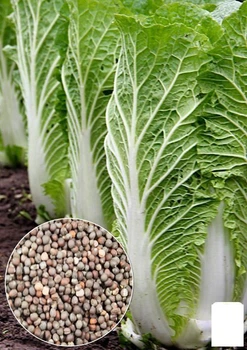 На развес Капуста пекинская "Поздняя красавица" Agro-Market цена за 2г (32171)