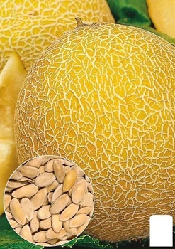 На развес Дыня "Титовка" Agro-Market цена за 6г (22395)