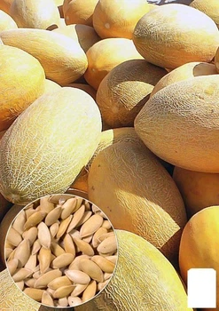 На развес Дыня "Ольвия" Agro-Market цена за 6г (22392)
