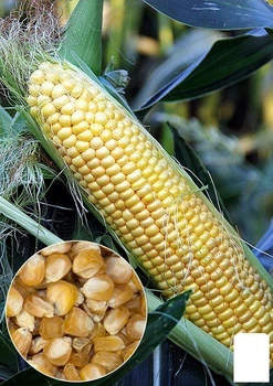 На вагу Кукурудза "Дитячий делікатес" Agro-Market ціна за 40г (22342)