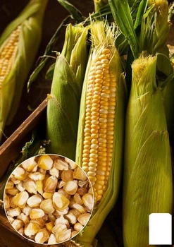 На вагу Кукурудза "Бондюель" Agro-Market ціна за 40г (35714)