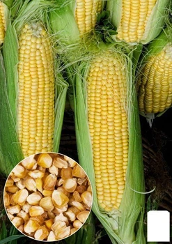 На вагу Кукурудза "Потрійна насолода" Agro-Market ціна за 40г (35713)