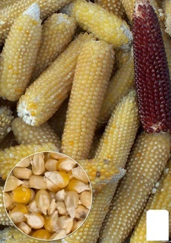 На вагу Кукурудза "Поп-корн" Agro-Market ціна за 20г (22345)