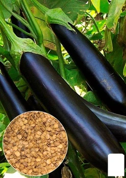 На развес Баклажан "Фиолетовый длинный" Agro-Market цена за 2г (13394)