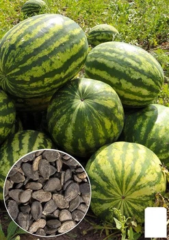 На развес Арбуз "Сияющая гора" Agro-Market цена за 6г (49160)