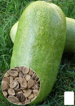 На развес Арбуз "Чарльстон Грей" Agro-Market цена за 5г (22378)