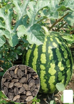 На развес Арбуз "Спасский" Agro-Market цена за 6г (21987)