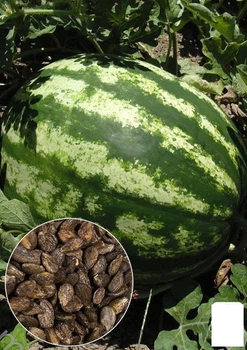 На развес Арбуз "Ау Продюсер" Agro-Market цена за 5г (22359)