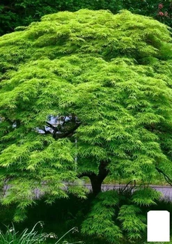 Клен японський плакучий пальмолистий "Emerald Lace" (Acer palmatum Emerald Lace) (52773)