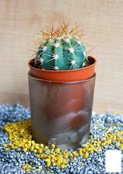 Кактус "Маммиллярия" (Mammillaria ingens) (Нидерланды) (50548)