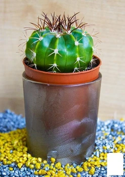 Кактус "Мелокактус" (Melocactus azureus) (Нидерланды) (50549)