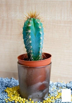 Кактус "Пилозоцереус" (Pilosocereus azureus) (Нидерланды) (50571)