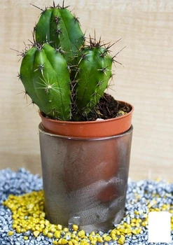 Кактус "Эхиноцереус" (Echinocereus berlandierii) (Нидерланды) (50580)