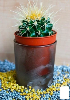 Кактус "Эхинокактус Грузона" (Echinocactus grusonii) (Нидерланды) (50553)