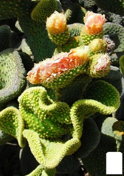Кактус "Опунция" (Opuntia Microdasys Cristata) (Нидерланды) (61825)