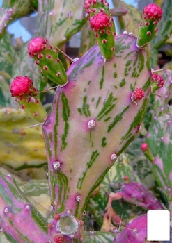 Кактус "Опунция" (Opuntia monacantha variegata) (Нидерланды) (51454)