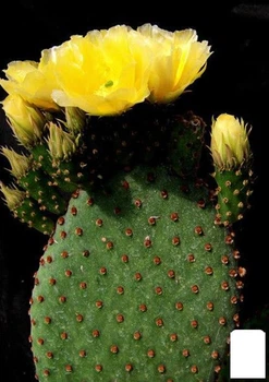Кактус "Опунция" (Opuntia Rufida) (Нидерланды) (61824)