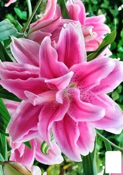 Лилия Розовидная "Roselily Julia" (72299)