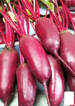 Свекла "Козак" (в банке) Agro-Market 80г (52422)