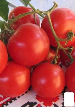 Томат "Фитофтороустойчивый круглый" (в банке) Agro-Market 3г (105628)