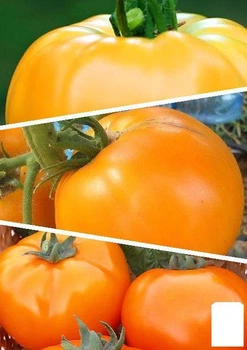 На вагу Томат жовтий "Суміш кращих популярних сортів" Agro-Market ціна за 2г (45515)