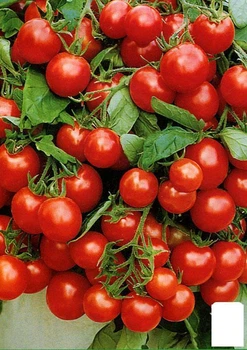 Томат "Балконное чудо" (в банке) Agro-Market 3г (44891)