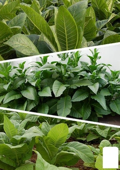 На вагу насіння Тютюн "Популярні сорти" Agro-Market ціна за 1г (45516)