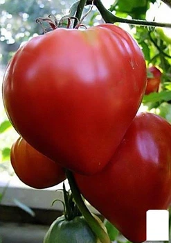 Томат "Бычье сердце красное" (в банке) Agro-Market 3г (44892)