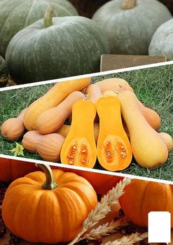 На вагу Гарбуз "Суміш кращих популярних сортів" Agro-Market ціна за 10г (45517)