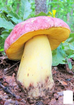 Сухий зерновий міцелій "Болет королівський" 100г (45551)