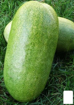 Арбуз "Чарльстон Грей" (в банке) Agro-Market 15г (45541)