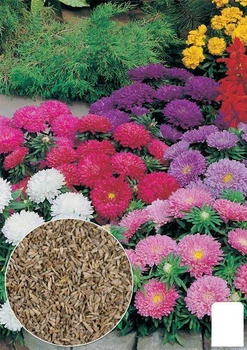 На вагу Астра "Мацумото суміш" Agro-Market ціна за 1,5г (35741)