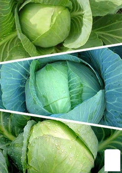 На развес Капуста "Смесь лучших популярных сортов" Agro-Market цена за 6г (45518)