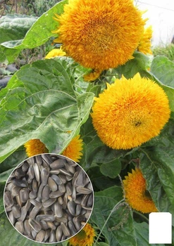 На вагу Соняшник "Ведмедик" Agro-Market ціна за 3г (13279)
