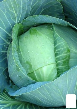 Капуста "Харьковская зимняя" (в банке) Agro-Market 15г (44968)