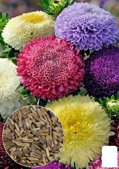 На развес Астра "Принцесса смесь" Agro-Market цена за 1,5г (13265)