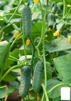 Огірок "Аргумент" Agro-Market 1г (62970)