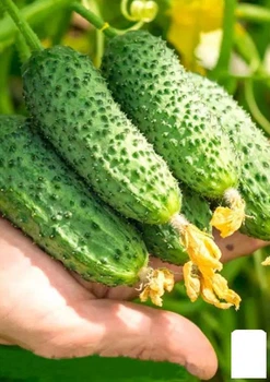 Огурец "Шоша F1" Agro-Market 5шт (51854)