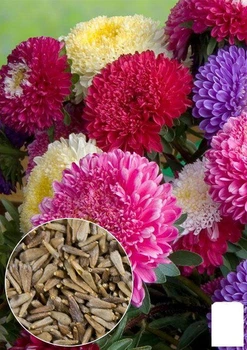 На развес Астра пионовидная смесь Agro-Market цена за 1,5г (13268)