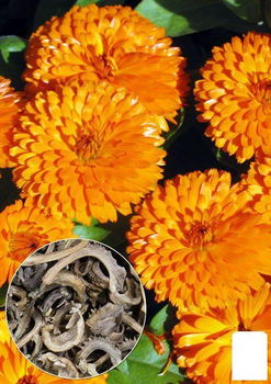 На вагу Календула "Дежавю" Agro-Market ціна за 3г (13292)