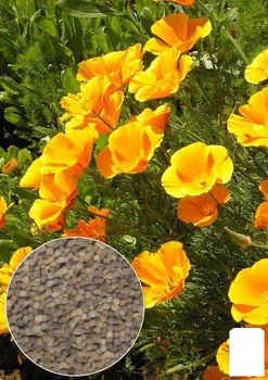 На вагу Ешшольція "Жовта королева" Agro-Market ціна за 2г (22466)