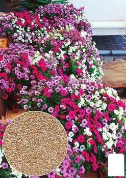 На вагу Петунія "Балконна суміш" Agro-Market ціна за 1,5г (22452)