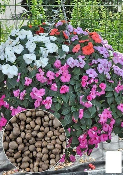На развес Бальзамин смесь Agro-Market цена за 3г (13298)